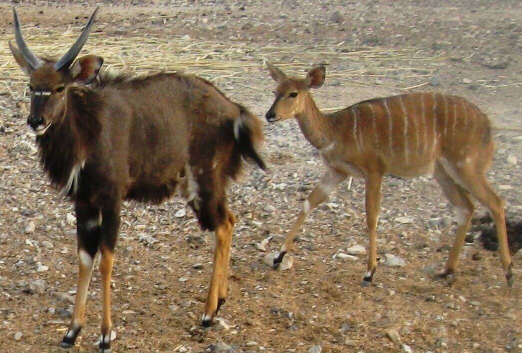 חוות האנטילופות
